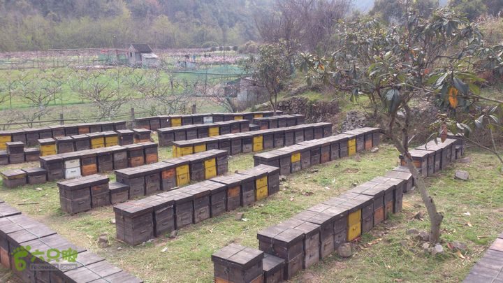 大球山（上保山）—横路头穿越蜂箱