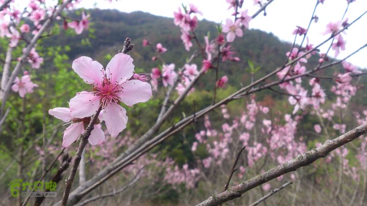 大球山（上保山）—横路头穿越橫路頭桃園