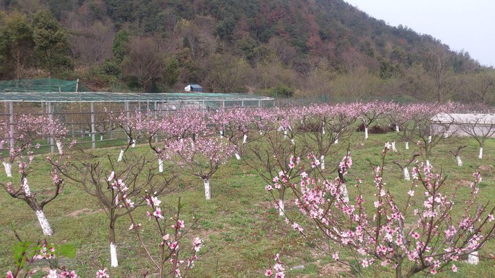 大球山（上保山）—横路头穿越橫路頭桃園