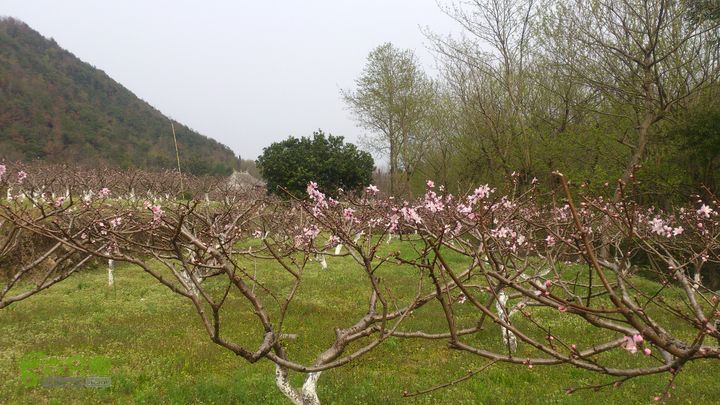 大球山（上保山）—横路头穿越橫路頭桃園