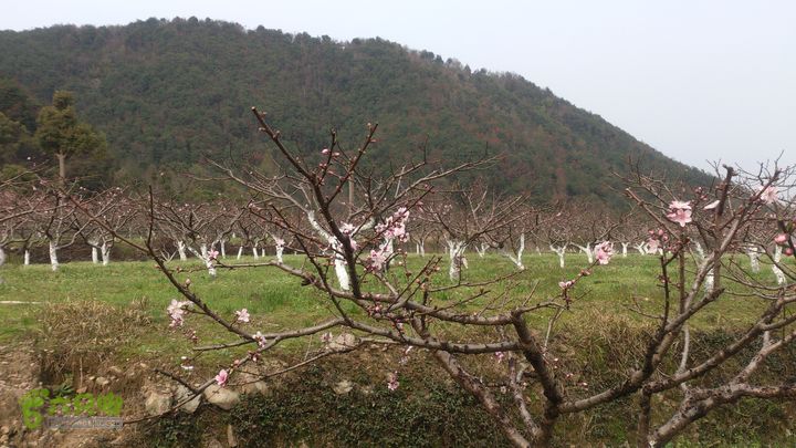 大球山（上保山）—横路头穿越橫路頭桃園