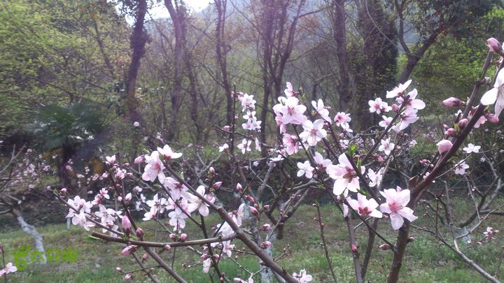 大球山（上保山）—横路头穿越橫路頭桃園