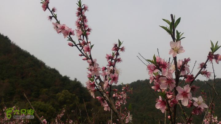 大球山（上保山）—横路头穿越橫路頭桃園