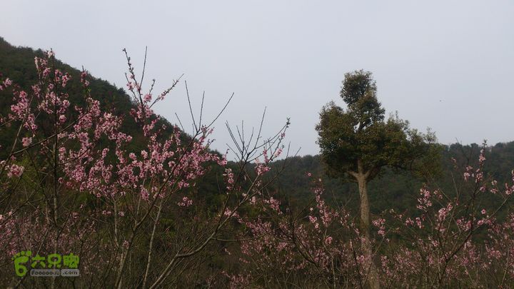 大球山（上保山）—横路头穿越橫路頭桃園