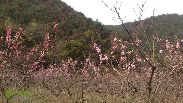 大球山（上保山）—横路头穿越橫路頭桃園