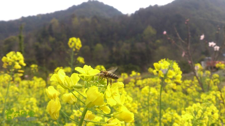 大球山（上保山）—横路头穿越採花賊