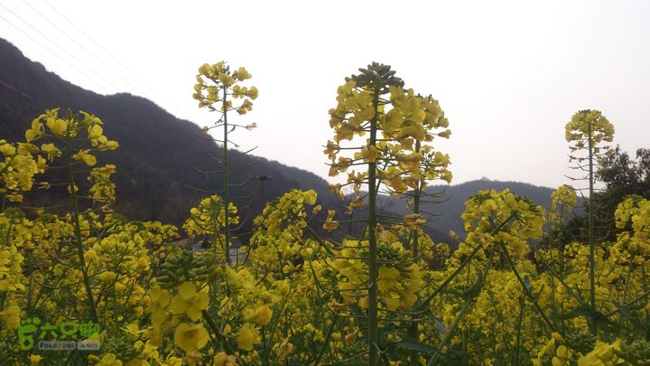 大球山（上保山）—横路头穿越油菜花