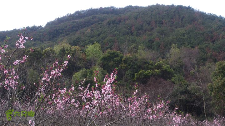 大球山（上保山）—横路头穿越橫路頭桃園