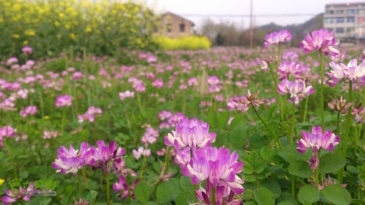 大球山（上保山）—横路头穿越橫路頭（村）×紅花草