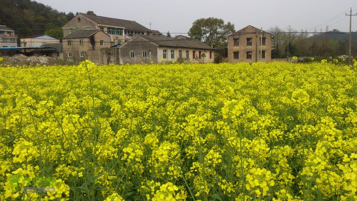 大球山（上保山）—横路头穿越橫路頭（村）×油菜花