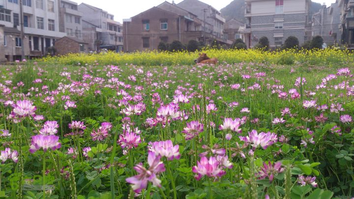 大球山（上保山）—横路头穿越橫路頭（村）