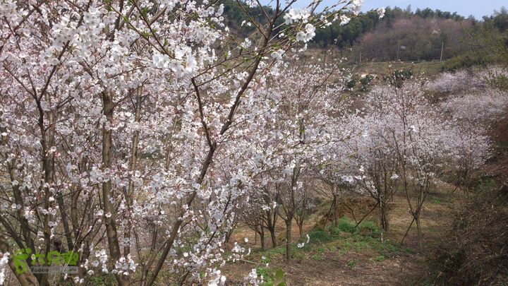 2015,03,29大堰-荷东-石井-西畈-大堰26行程的15.3公里处