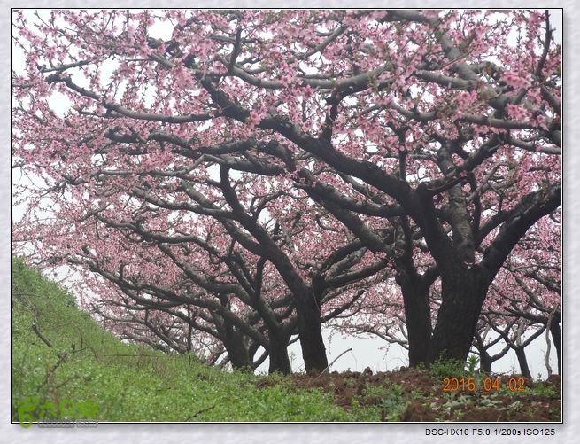 山前桃花梦nEO_IMG_nEO_IMG_DSC00698