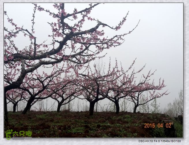 山前桃花梦nEO_IMG_nEO_IMG_DSC00699