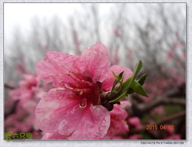 山前桃花梦nEO_IMG_nEO_IMG_DSC00702