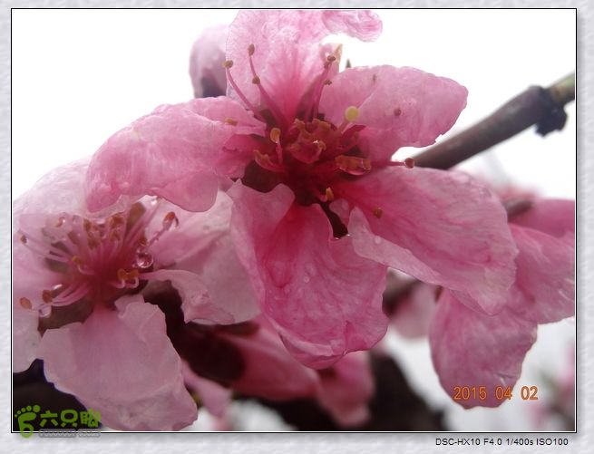 山前桃花梦nEO_IMG_nEO_IMG_DSC00703