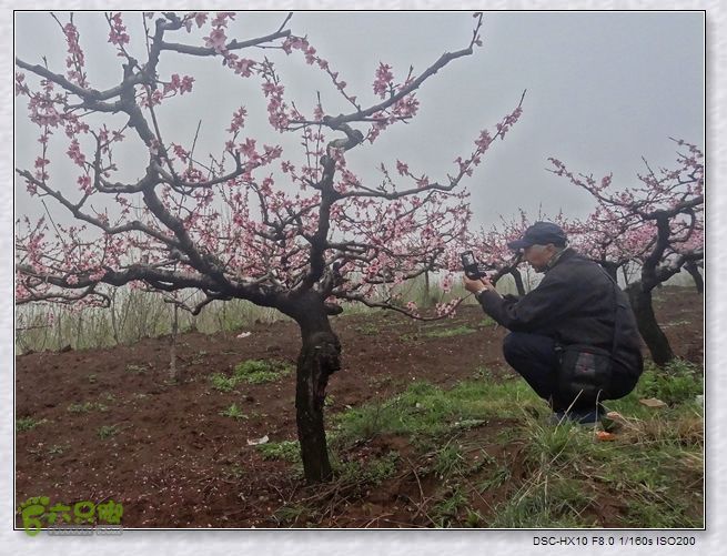 山前桃花梦nEO_IMG_nEO_IMG_DSC00707