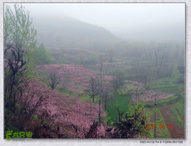 山前桃花梦nEO_IMG_nEO_IMG_DSC00708_副本