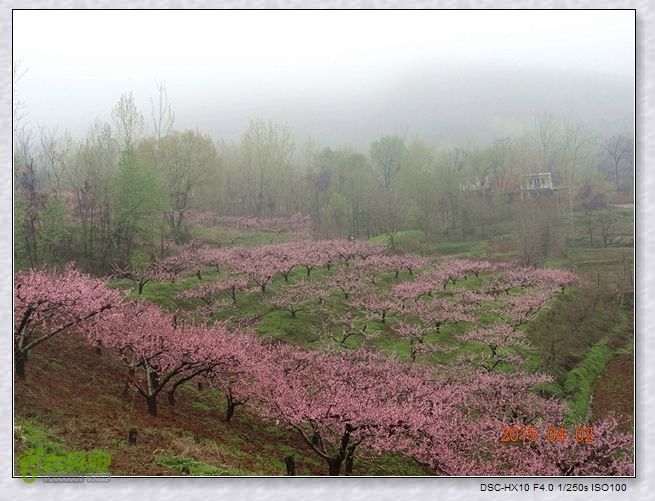 山前桃花梦nEO_IMG_nEO_IMG_DSC00709_副本