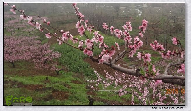 山前桃花梦nEO_IMG_nEO_IMG_DSC00710