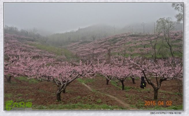 山前桃花梦nEO_IMG_nEO_IMG_DSC00714