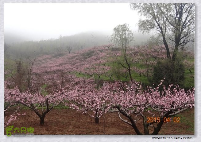 山前桃花梦nEO_IMG_nEO_IMG_DSC00716