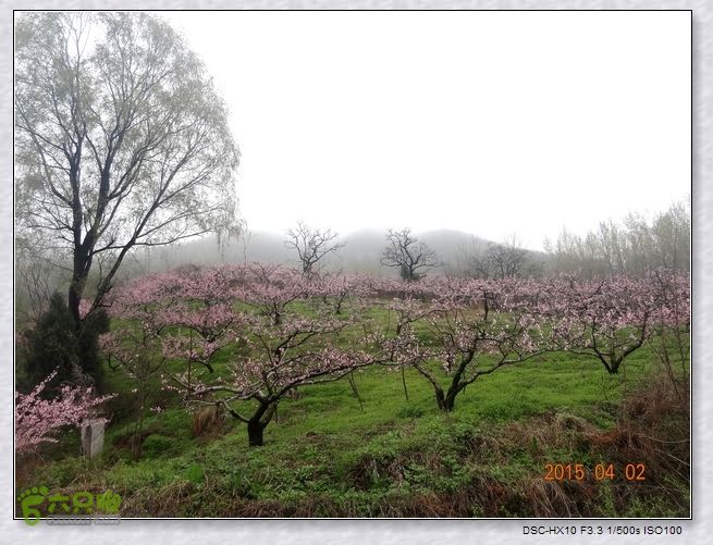 山前桃花梦nEO_IMG_nEO_IMG_DSC00726