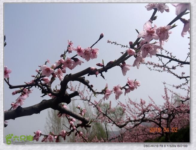 山前桃花梦nEO_IMG_nEO_IMG_DSC00728