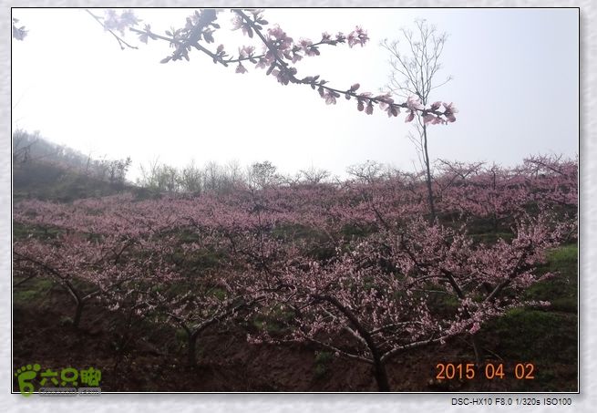 山前桃花梦nEO_IMG_nEO_IMG_DSC00735