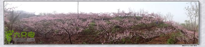 山前桃花梦nEO_IMG_nEO_IMG_DSC00736