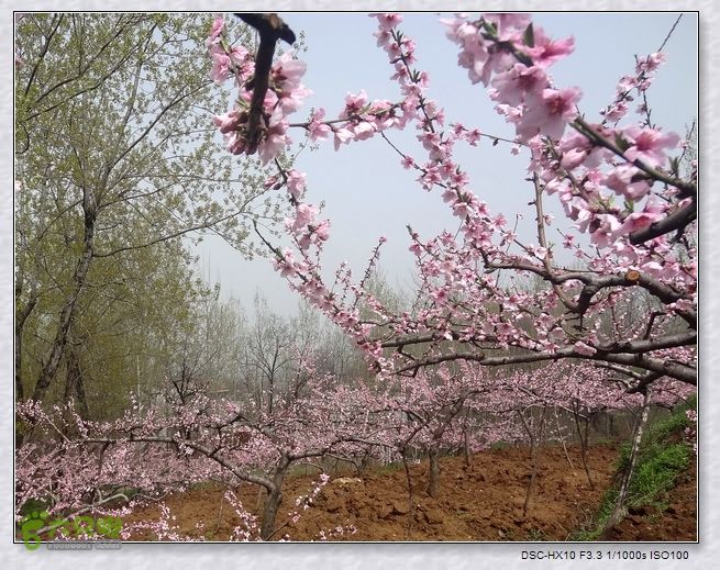 山前桃花梦nEO_IMG_nEO_IMG_DSC00744