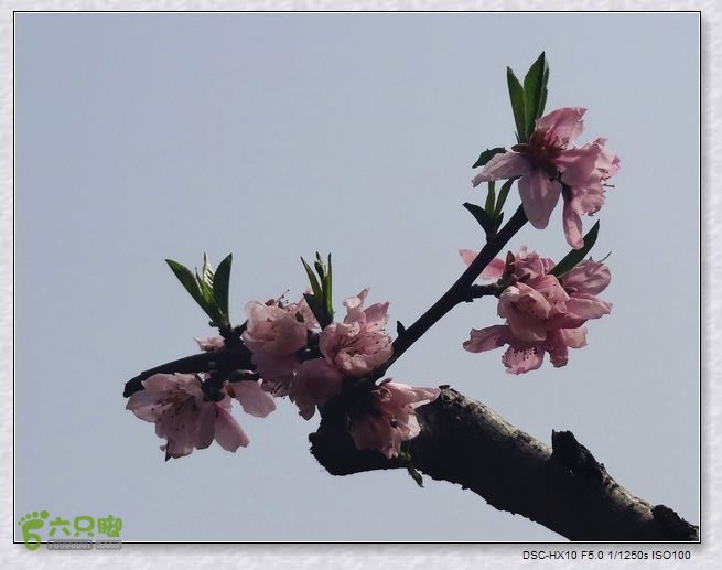 山前桃花梦nEO_IMG_nEO_IMG_DSC00755_副本