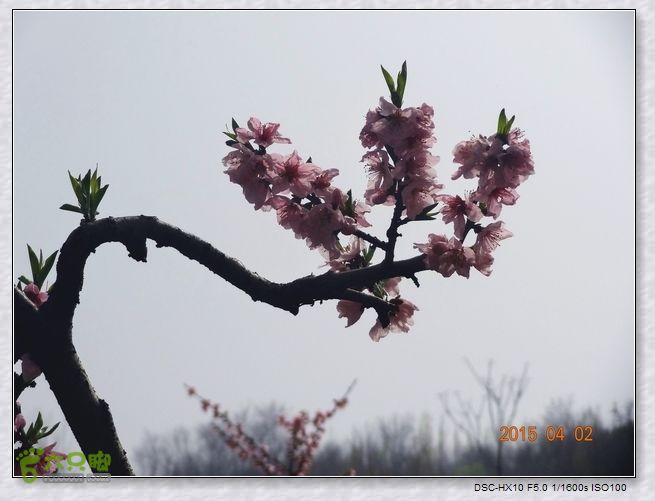 山前桃花梦nEO_IMG_nEO_IMG_DSC00756_副本