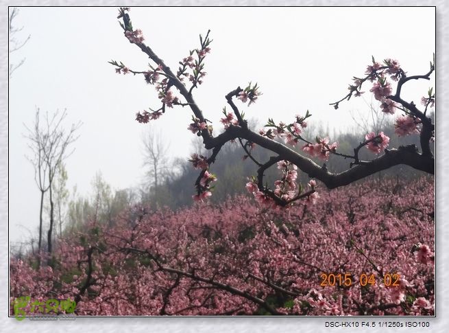 山前桃花梦nEO_IMG_nEO_IMG_DSC00757_副本