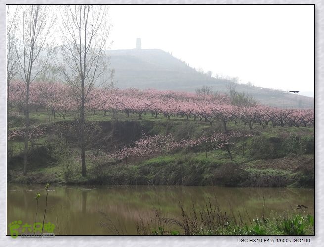 山前桃花梦nEO_IMG_nEO_IMG_DSC00769