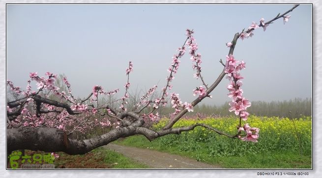 山前桃花梦nEO_IMG_nEO_IMG_DSC00785