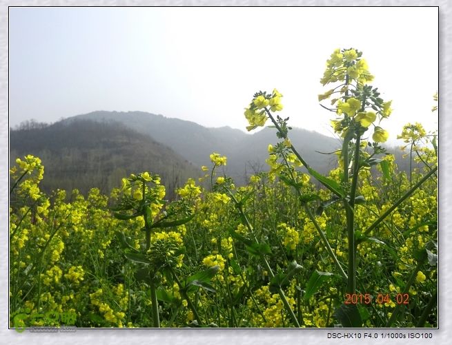 山前桃花梦nEO_IMG_nEO_IMG_DSC00788