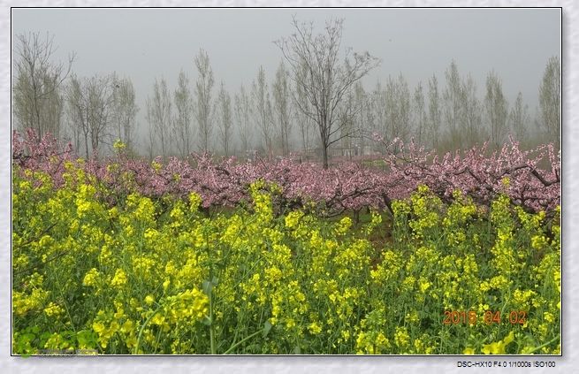 山前桃花梦nEO_IMG_nEO_IMG_DSC00792