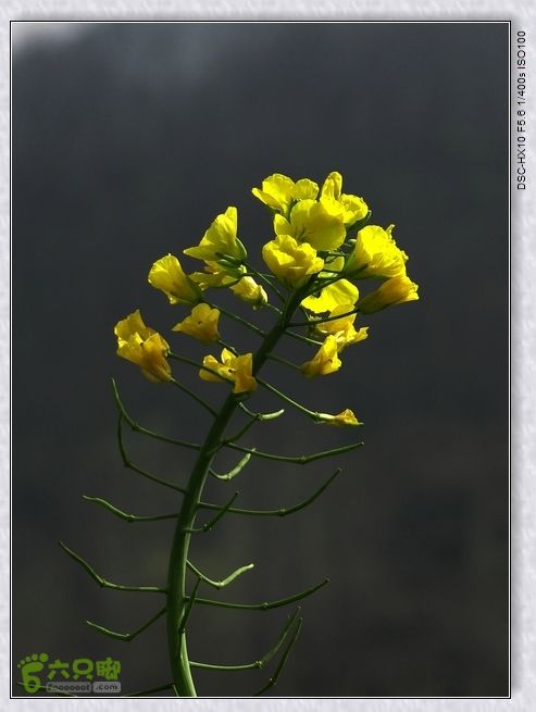 山前桃花梦nEO_IMG_nEO_IMG_DSC00797