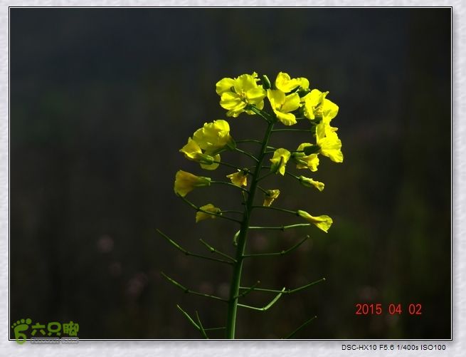 山前桃花梦nEO_IMG_nEO_IMG_DSC00798