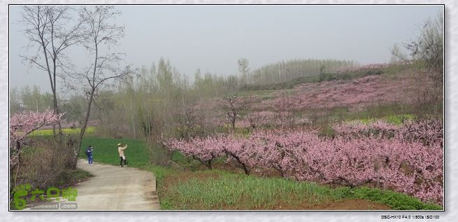 山前桃花梦nEO_IMG_nEO_IMG_DSC00817