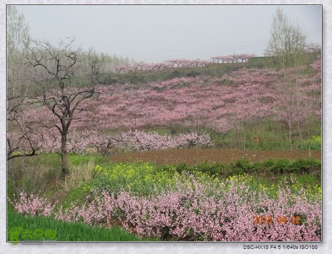 山前桃花梦nEO_IMG_nEO_IMG_DSC00823