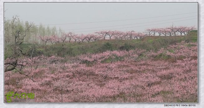 山前桃花梦nEO_IMG_nEO_IMG_DSC00825