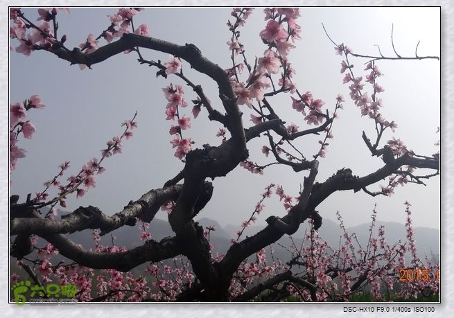 山前桃花梦nEO_IMG_nEO_IMG_DSC00830