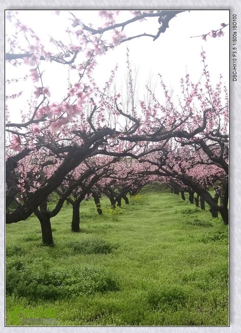 山前桃花梦nEO_IMG_nEO_IMG_DSC00831