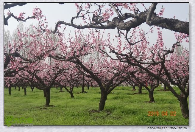 山前桃花梦nEO_IMG_nEO_IMG_DSC00832