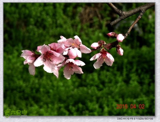 山前桃花梦nEO_IMG_nEO_IMG_DSC00837