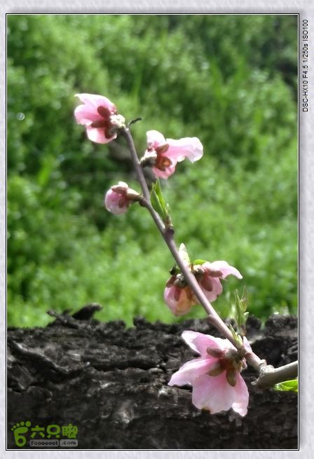 山前桃花梦nEO_IMG_nEO_IMG_DSC00840