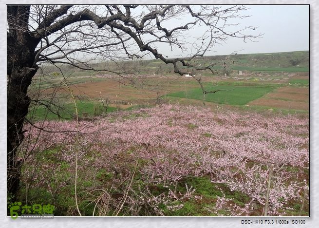 山前桃花梦nEO_IMG_nEO_IMG_DSC00847