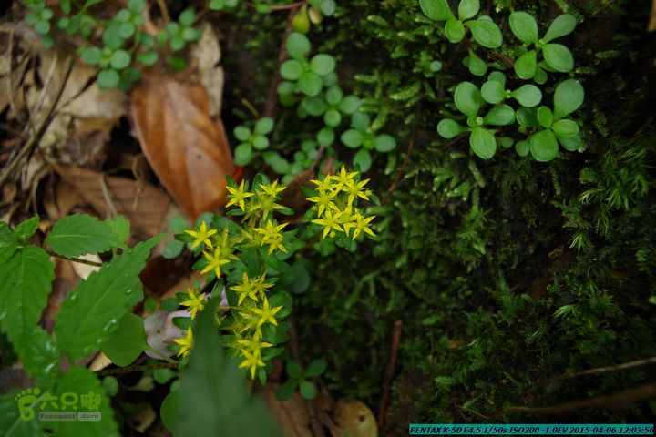 20150406-双河-葫芦顶（橄榄旋风俱乐部驴友户外）IMGP2987
